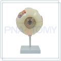 PNT-0660 Professional eye anatimical model with good quality